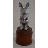 Chromium plated bulldog car mascot on a mahogany base Ht 17cm