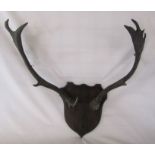 Pair of mounted antlers (antler height 22 inches)