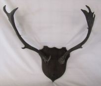 Pair of mounted antlers (antler height 22 inches)