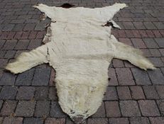 Taxidermy Polar bear skin rug with felt lining, length 218cm