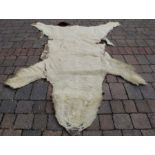 Taxidermy Polar bear skin rug with felt lining, length 218cm