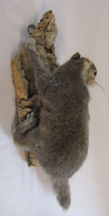 Taxidermy hedgehog and squirrel - Image 6 of 6