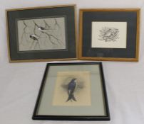 Old hand-coloured print of a house martin, ink drawing of a Fieldfare by Hilary Burn & painting of