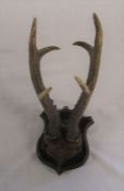 Small pair of mounted deer antlers L 29 cm