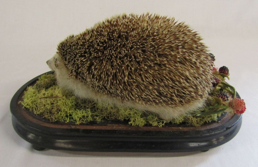 Taxidermy hedgehog and squirrel - Image 4 of 6