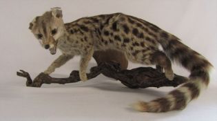 Taxidermy common genet L 48 cm