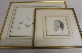 2 framed pencil sketches of Lapwings 56.5cm x 48cm & Greenland Falcon 35cm x 36cm by Philip Rickman