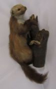 Taxidermy Pinemartin L 50 cm