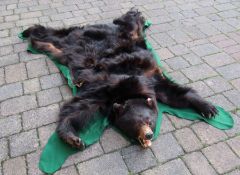 Taxidermy - a black bear skin rug L 145 cm W 123 cm