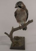 Taxidermy jay bird H 33 cm