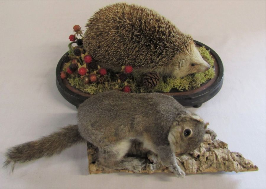 Taxidermy hedgehog and squirrel