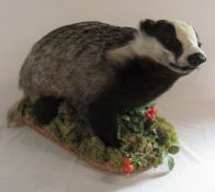 Taxidermy badger on a naturalistic base L 67 cm H 40 cm