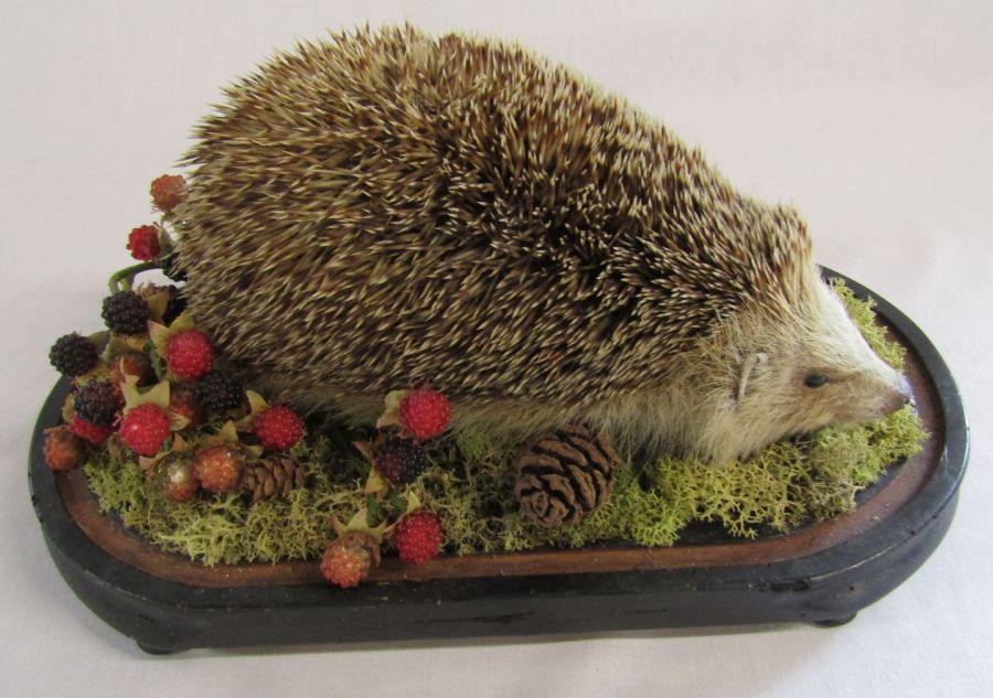 Taxidermy hedgehog and squirrel - Image 2 of 6
