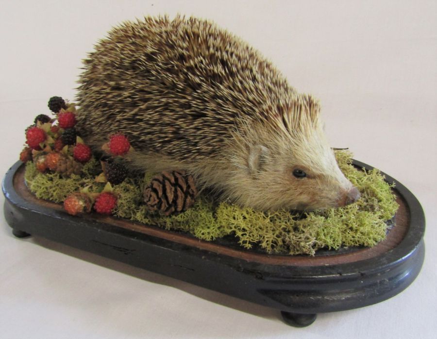 Taxidermy hedgehog and squirrel - Image 3 of 6