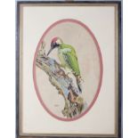 NAW, 1980: body colours, study of a green woodpecker, 11 3/4" x 7 3/4", in oval mount and strip