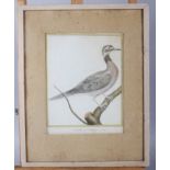 Two 18th century hand-coloured prints, exotic birds, in strip frames, and four 19th century colour