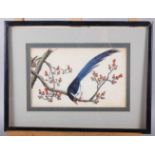A Chinese watercolour on pith paper, "magpie", 5 1/4" x 8 1/2", in ebonised strip frame and two