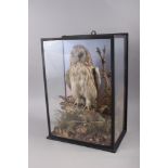 Taxidermy: a tawny owl, in glass case, 18 3/4" high x 13 1/2" wide x 8 1/4" deep
