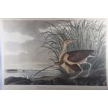 John James Audubon, a 19th century coloured engraving, "Long Billed Curlew", unframed