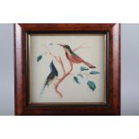 A set of three 19th century watercolour studies, tropical birds and insects, 7 1/4" x 9 1/2", in