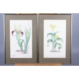 Mary Grierson: a pair of signed botanical studies and Nick Hamfoter?, oil on board, "Path to the