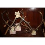 Four stag's head trophies, various (two mounted)