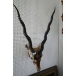 A spiral horned antelope trophy, uncased, 31" high