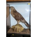 A European buzzard, 21" high