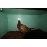 A cock pheasant, 19" high