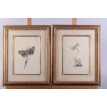 A set of eight prints, studies of insects, in gilt frames