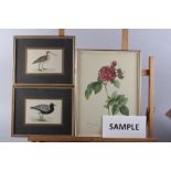 Three 19th century hand-coloured bird prints and three Redoute prints, in gilt frames