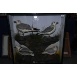 Four gulls, various, 31" high