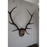 A ten-point deer trophy, uncased, 35" high