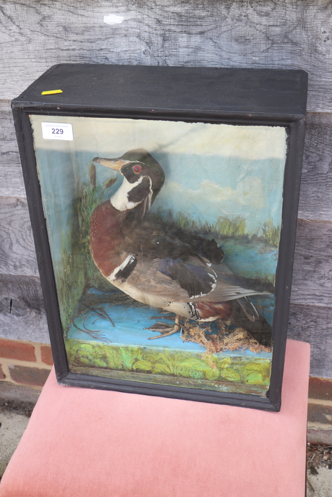 A Carolina wood duck drake, 18" high