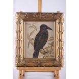 A 19th century lithograph, "Australian white eyed crow", in carved giltwood frame