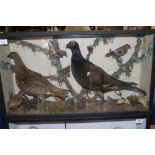 A black grouse cock, hen and young with stoat and other birds, 17" high