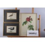 Three 19th century hand-coloured bird prints and three Redoute prints, in gilt frames