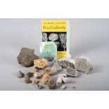 A collection of fossils, including coral, sea urchins, etc