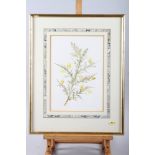 A watercolour botanical study of gorse, in gilt frame, three modern Chinese watercolour studies