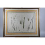 A set of five botanical prints of various plants, including Rottbolia Hirsuta and Tritcum Sativum,