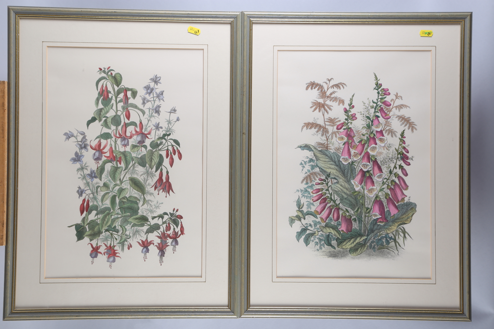H Ryan: a pair of coloured lithographs, botanical studies, in strip frames