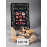 A collection of seashells and a related book