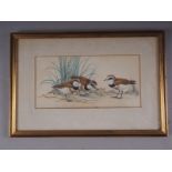 Robin Will, 1960: watercolours, a study of three double-banded dotterels, 5" x 10", in gilt strip