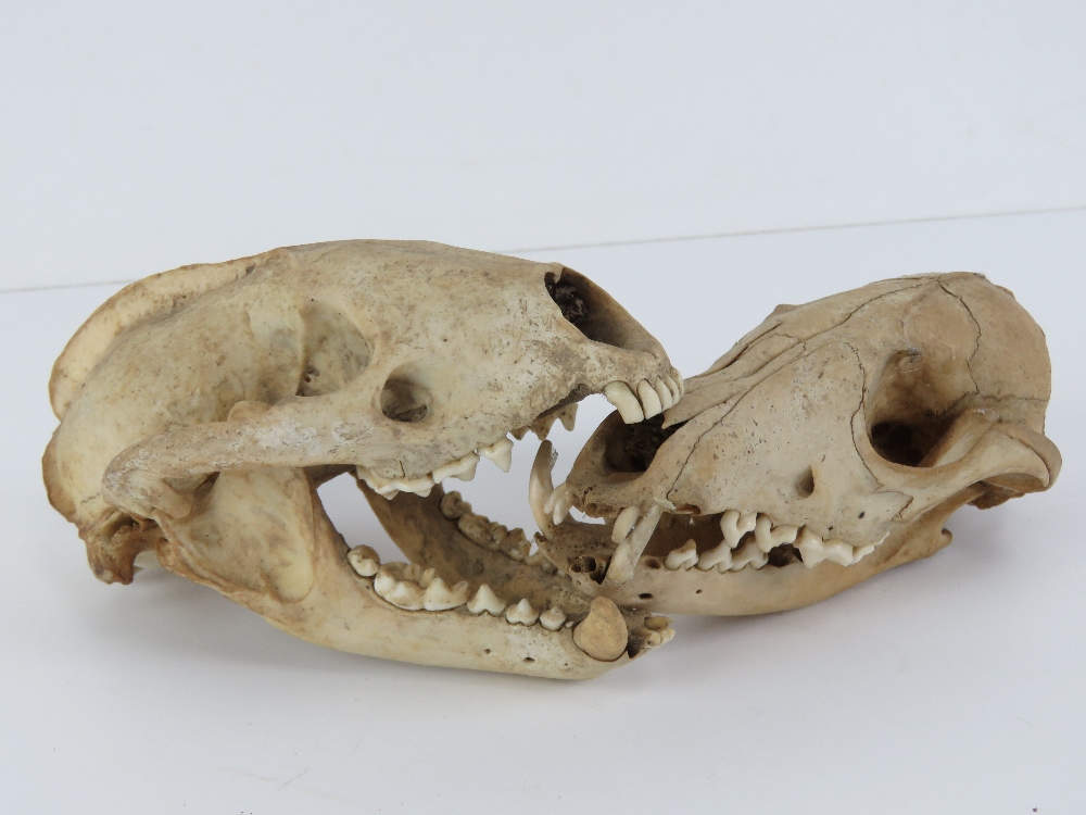 One juvenile fox skull, one badger skull, each measuring 5.5" in length. - Image 2 of 5