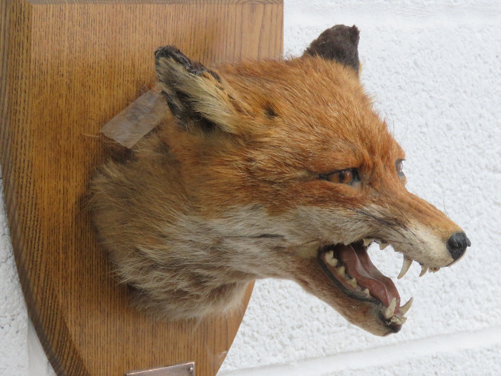 A good shield mounted taxidermy fox mask marked Tipperary 1986. - Image 2 of 6