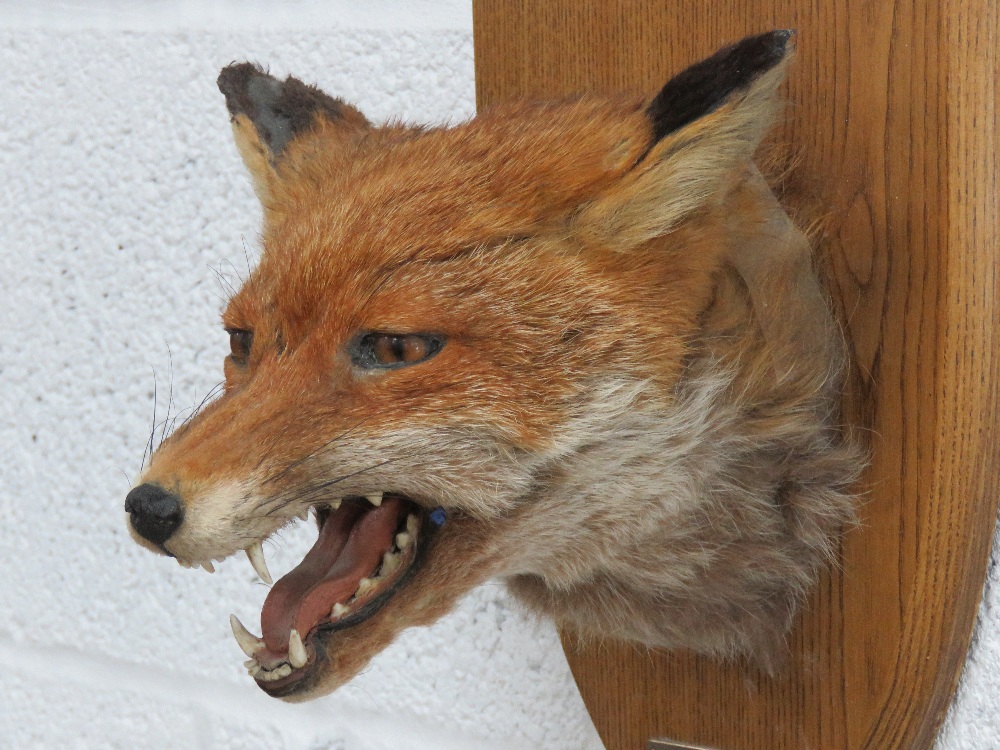 A good shield mounted taxidermy fox mask marked Tipperary 1986. - Image 3 of 6