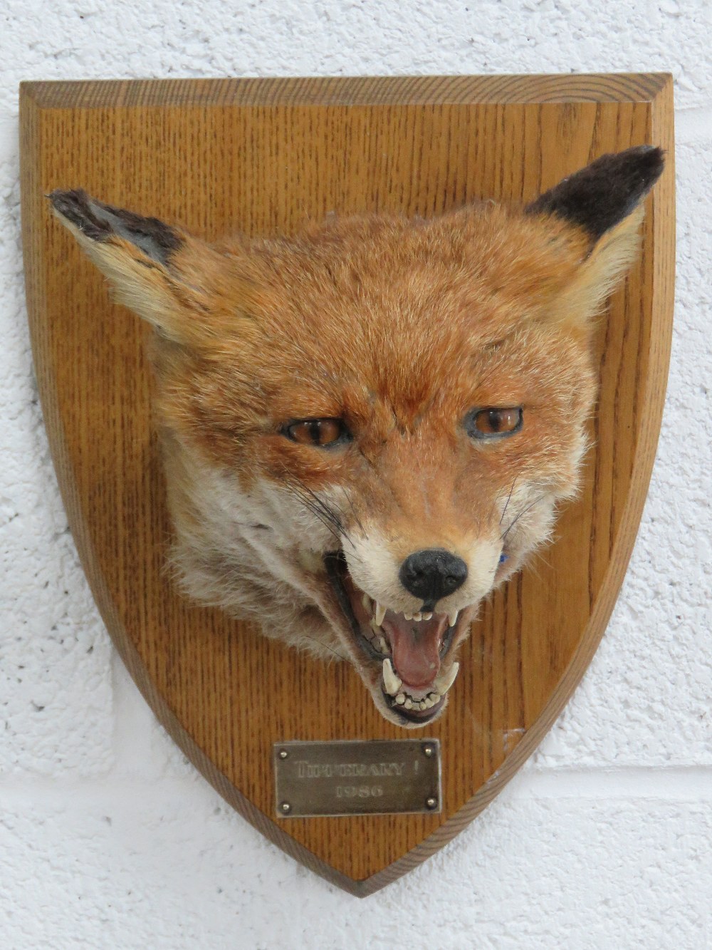 A good shield mounted taxidermy fox mask marked Tipperary 1986.