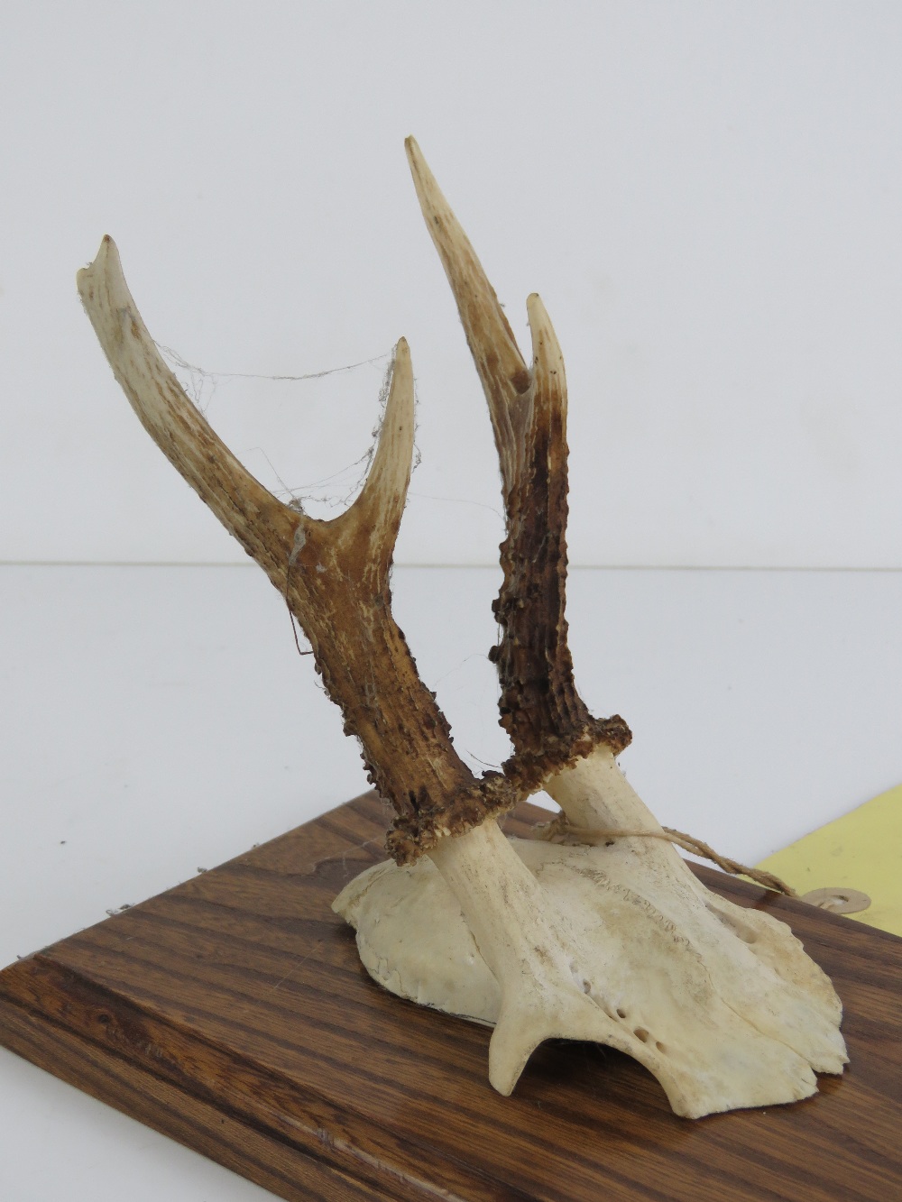 A shield mounted Muntjac deer skull fragment with twin horns bearing label for HM Stockdale Hill - Image 2 of 3