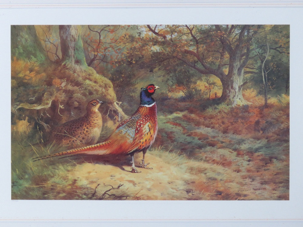 Print; Archibald Thorburn, a limited edition print of cock and hen Pheasants in woodland setting, - Image 2 of 3