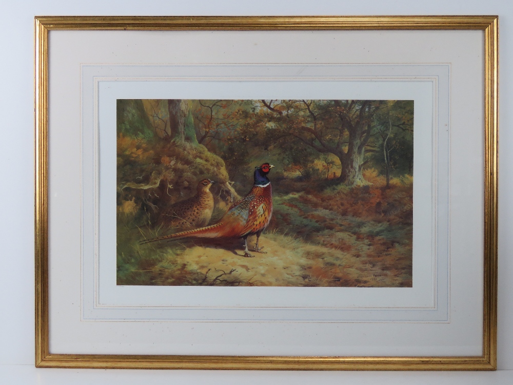 Print; Archibald Thorburn, a limited edition print of cock and hen Pheasants in woodland setting,